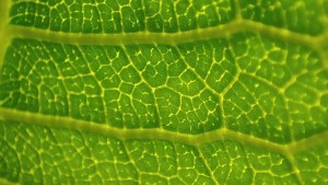 A close shot of a leave