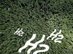 Tannenwald von oben mit H2 Wasserstoff Text darüber